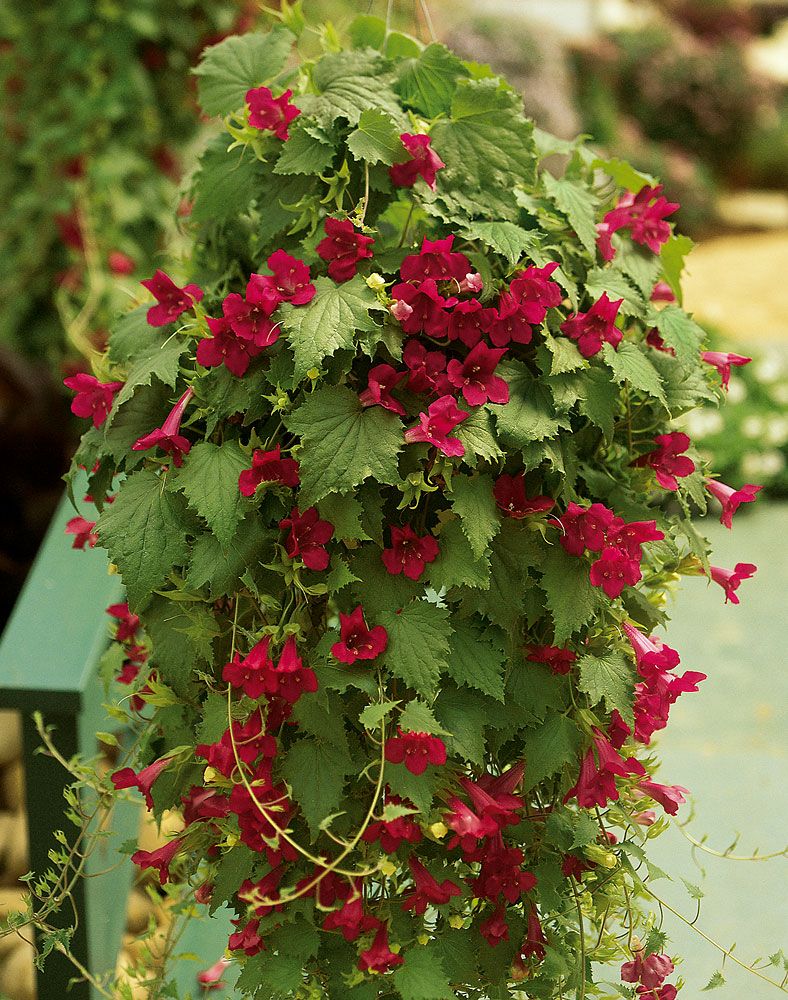 Purppuravaula punainen