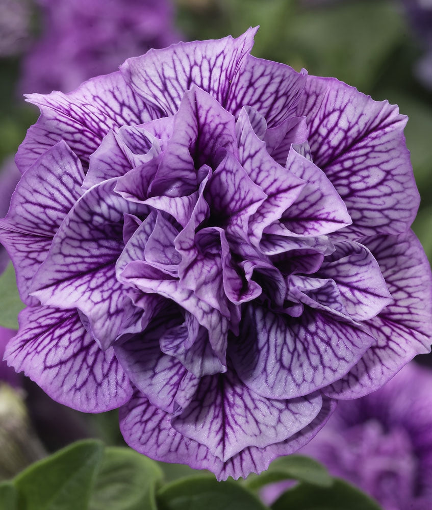Petunia Double Violet Vein
