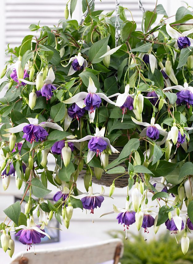 Jättiverenpisara Deep Purple 3 kpl