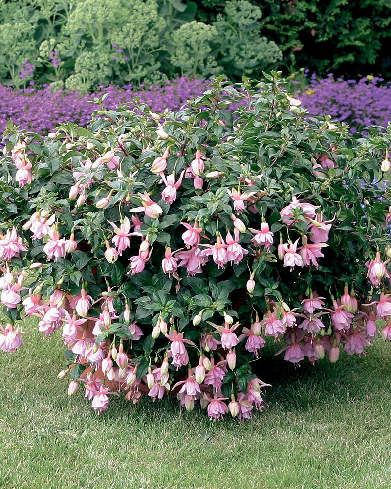 Verenpisara Pink Galore