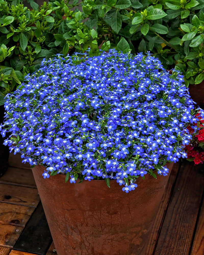 Lobelia Techno Up Dark Blue