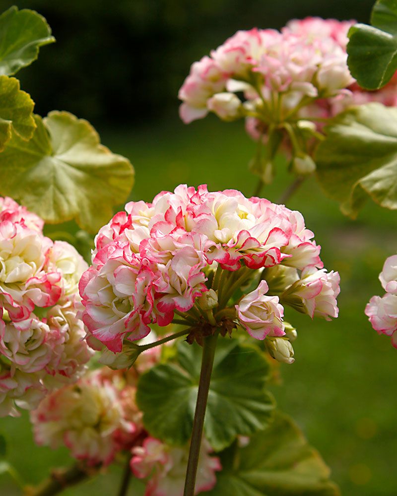 Ruusunnuppupelargoni Apple Blossom