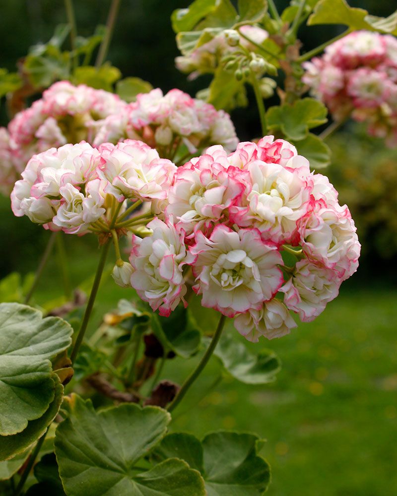 Ruusunnuppupelargoni Apple Blossom