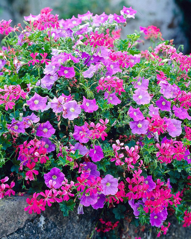 Pelargoni-petunia mix 3 kpl