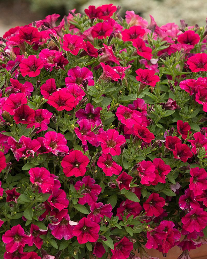 Petunia Littletunia Fuchsia