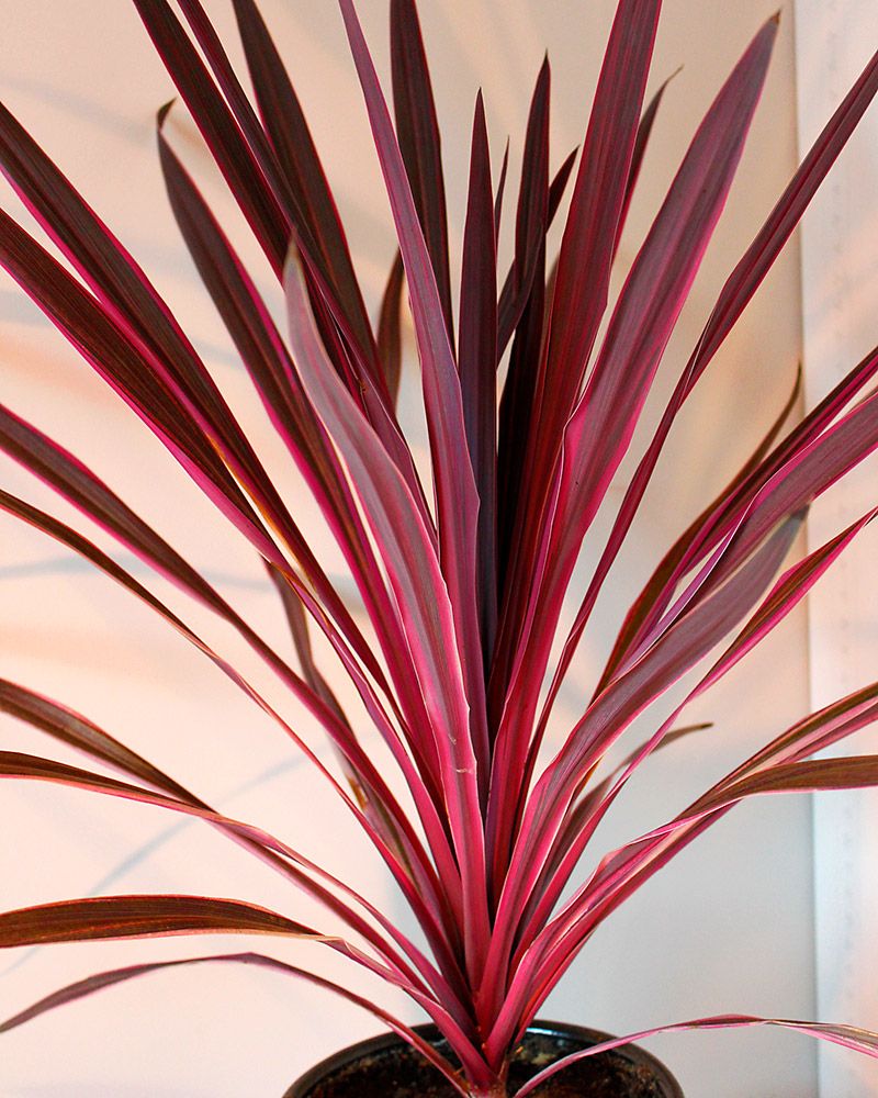Viherliljapuu Pink Passion