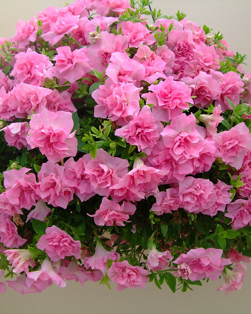 Kerrattu petunia Victoria