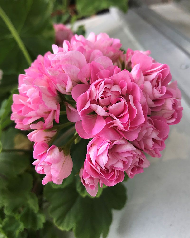Ruusunnuppupelargoni Prinsesse Filippa