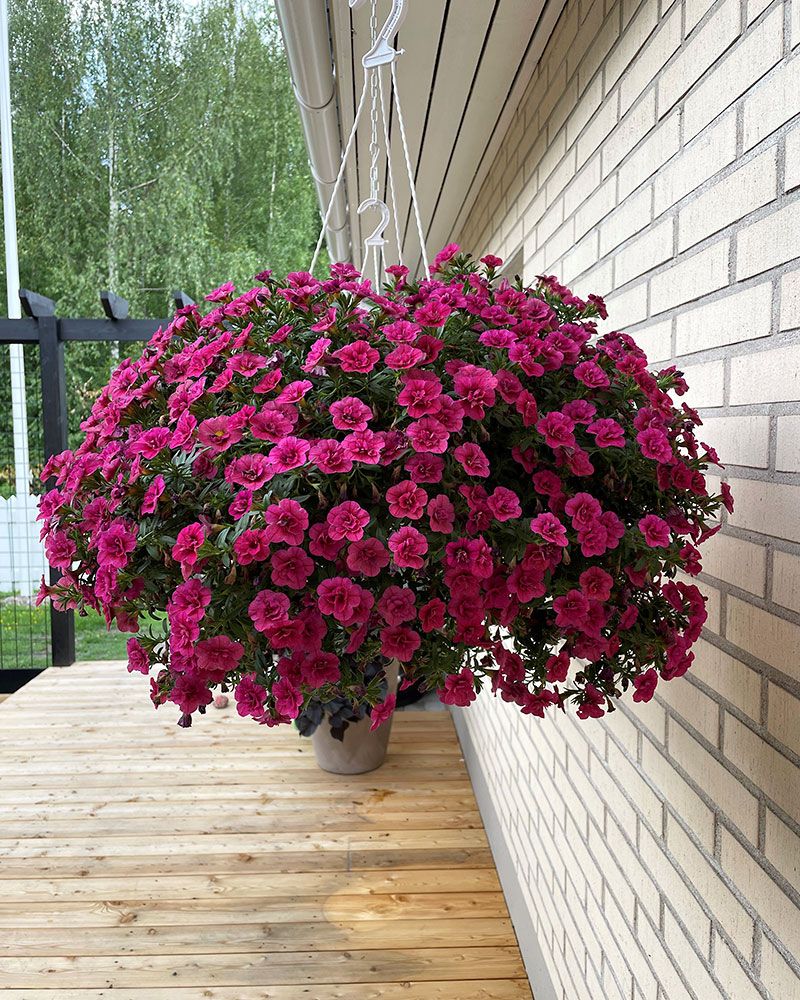 Kerrattu miljoonakello Double Violet