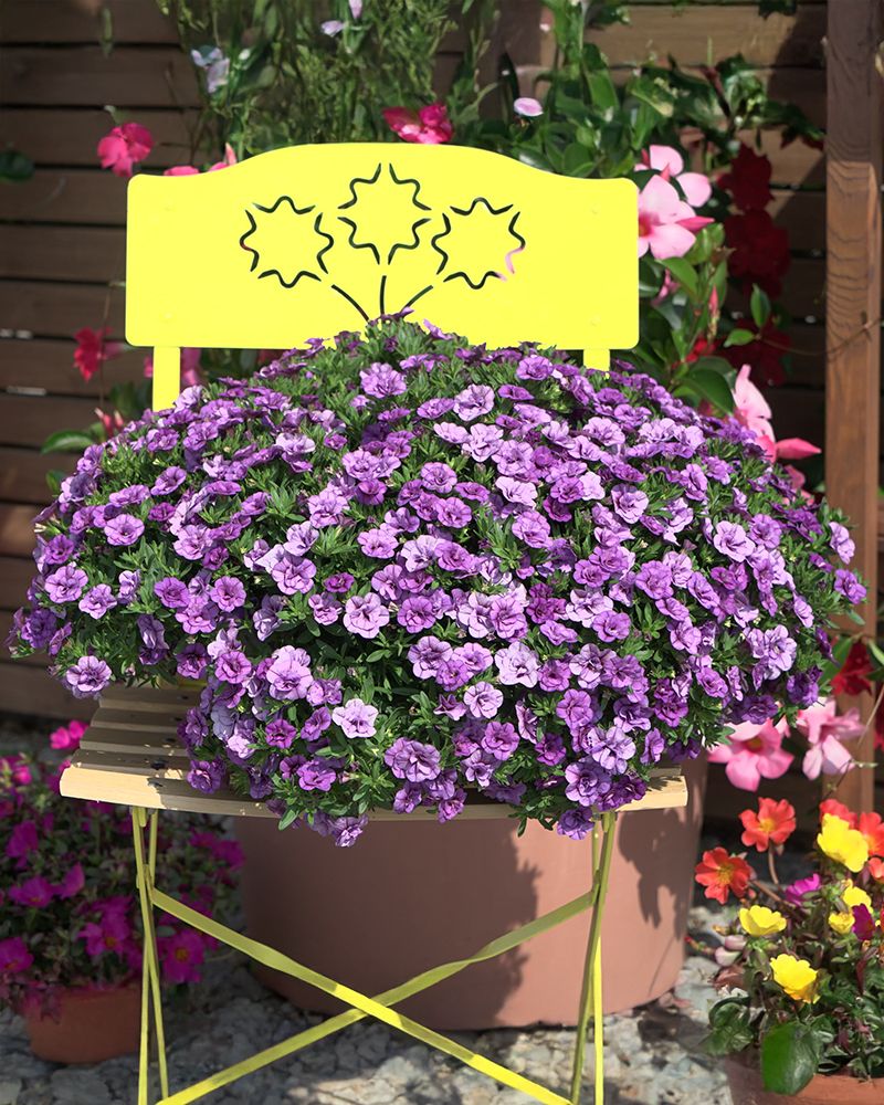 Kerrattu miljoonakello Double Amethyst 3 kpl