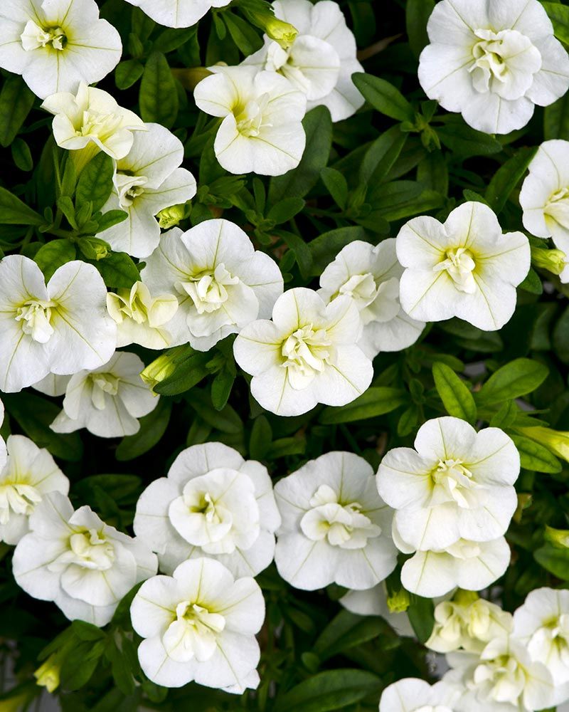 Kerrattu miljoonakello Double White 3 kpl