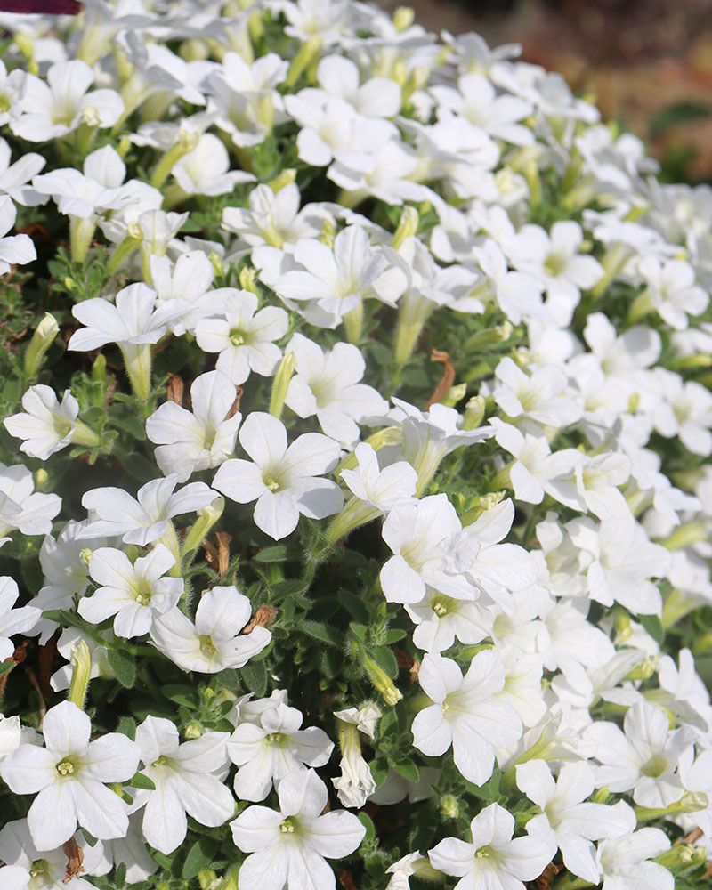 Petunia Itsy White 3 kpl