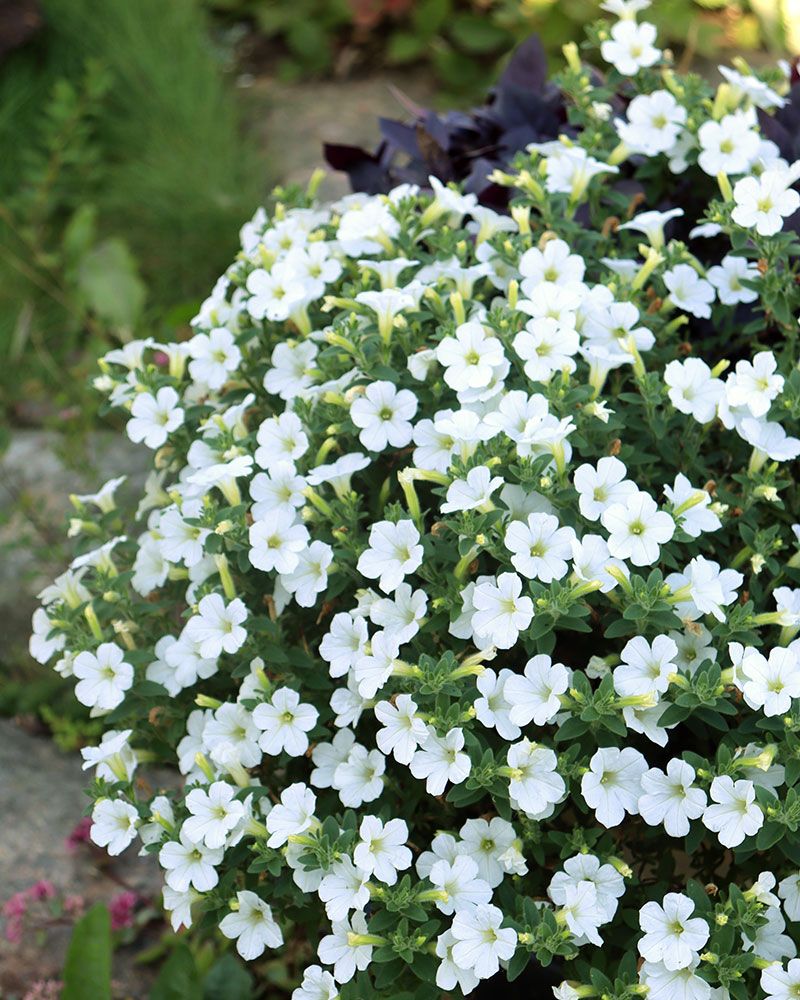Petunia Itsy White 3 kpl