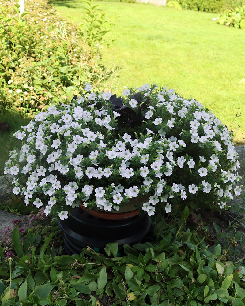 Petunia Itsy White 3 kpl
