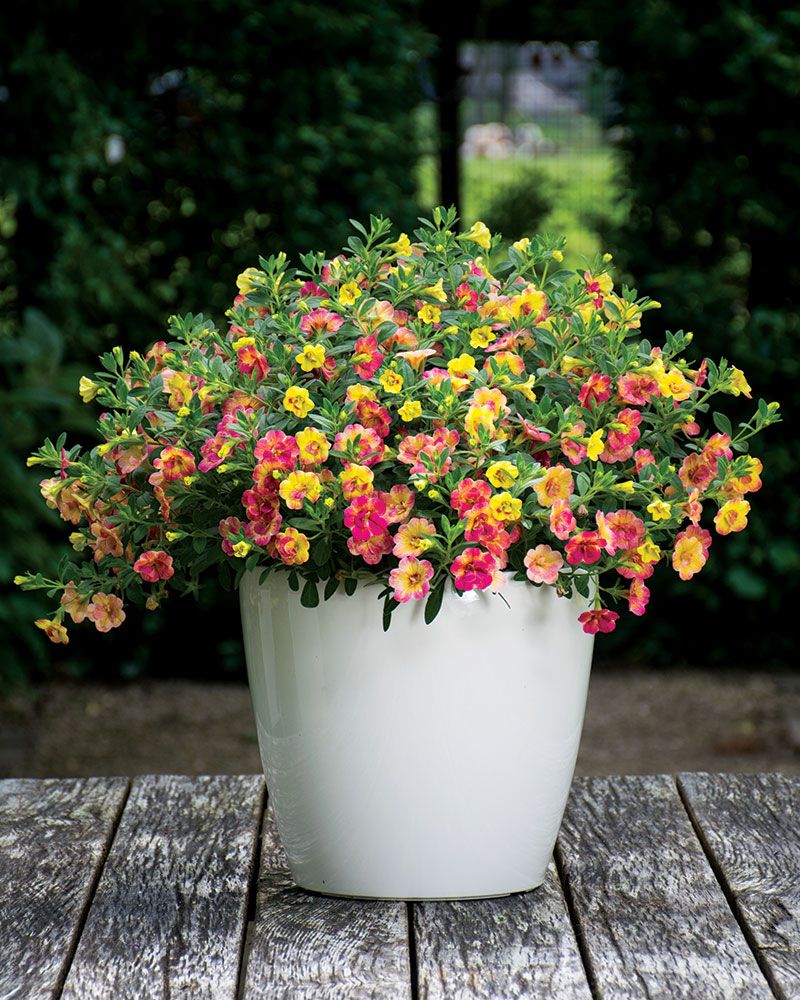 Kerrattu miljoonakello Double Pink Yellow 3 kpl