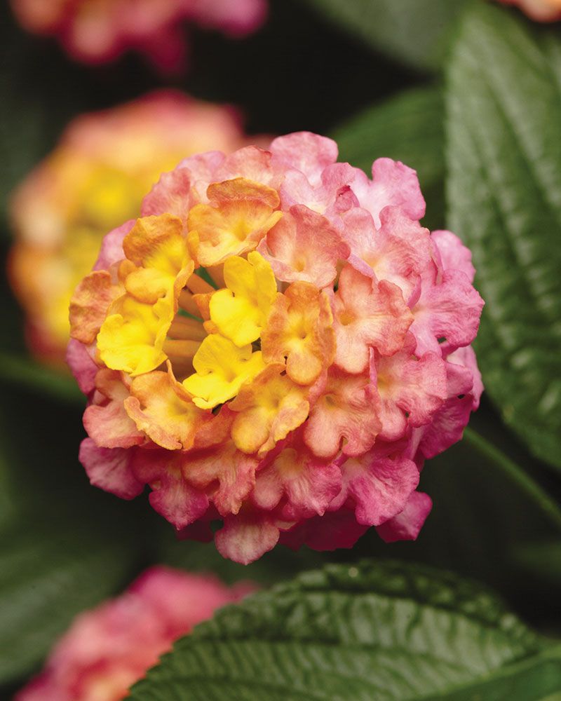 Kirjotulikruunu Lucky Rose Sunrise