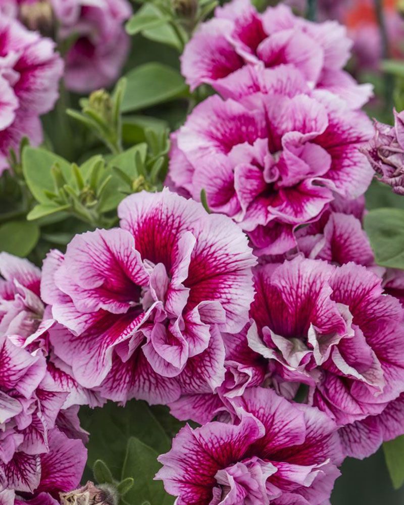 Kerrattu petunia Francesca
