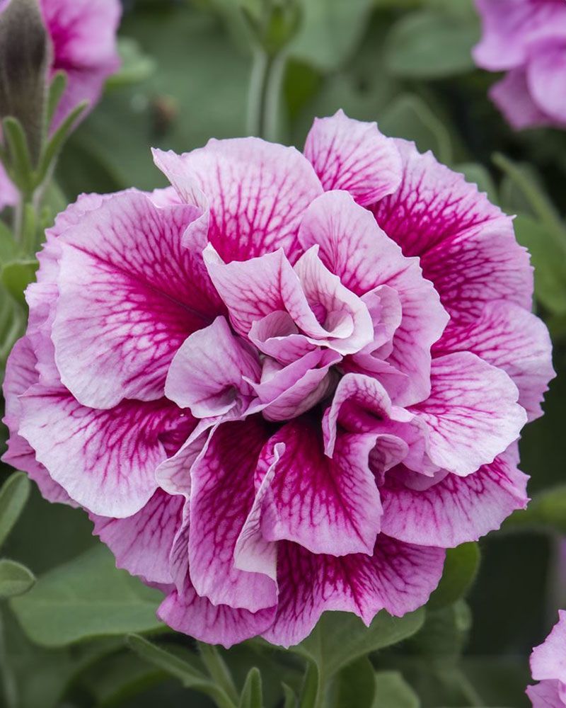 Kerrattu petunia Francesca