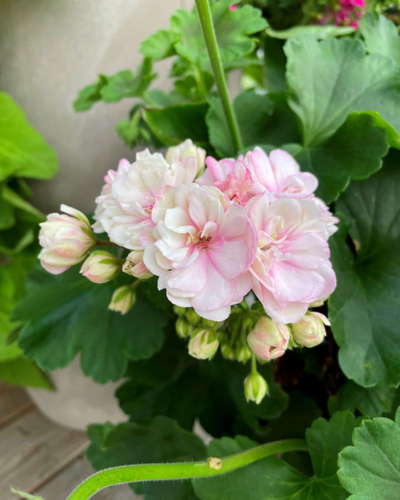 Pelargoni Paperbloom
