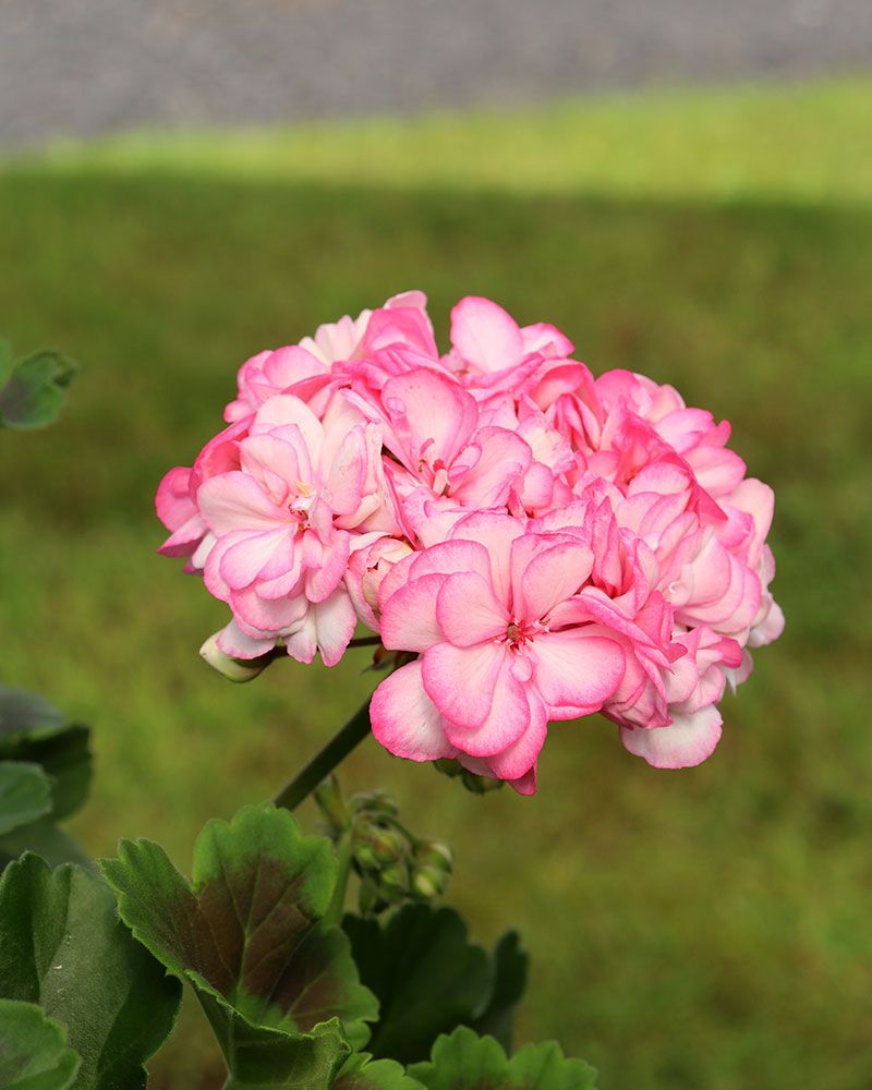 Pelargoni Paperbloom