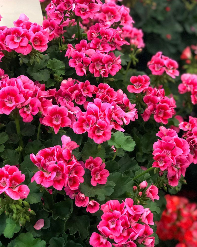 Pelargoni Pink Splash