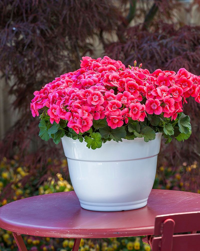 Pelargoni Pink Splash
