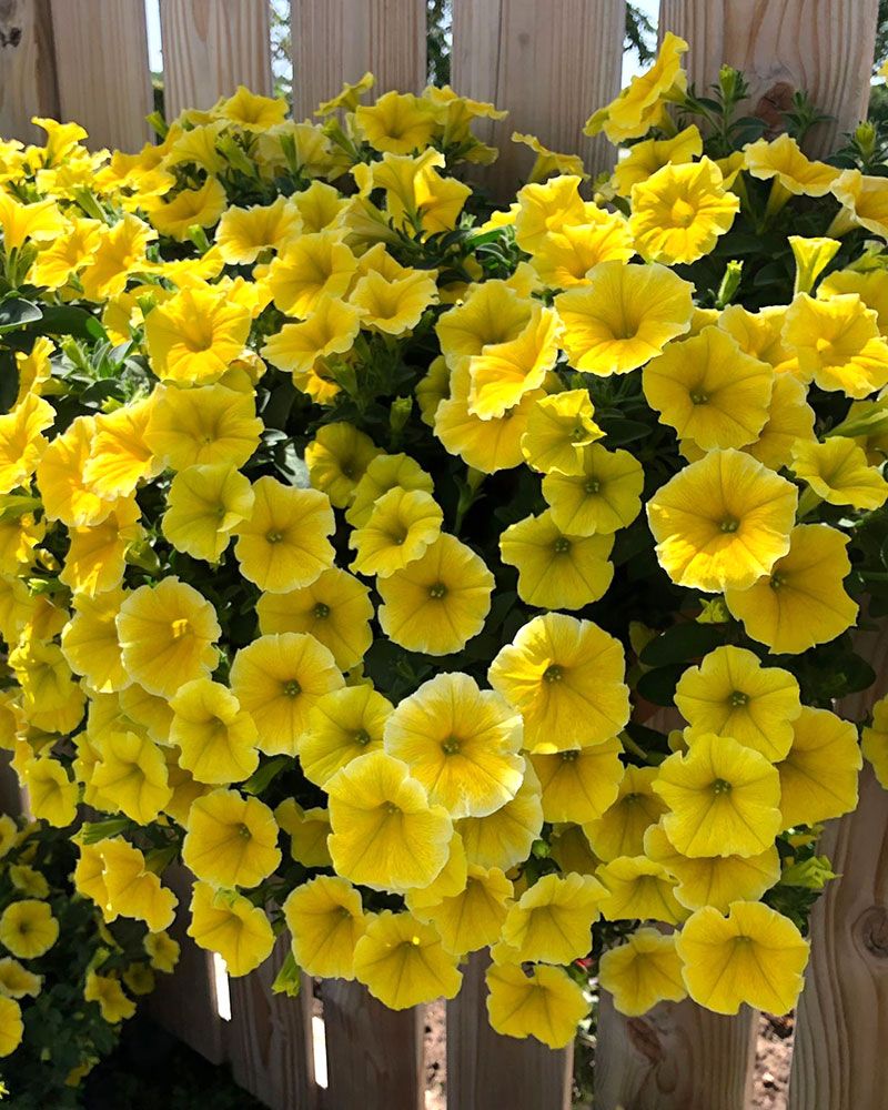 Petunia Bee's Knees 3 kpl