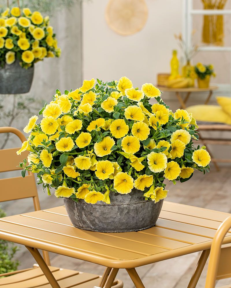 Petunia Bee's Knees 3 kpl