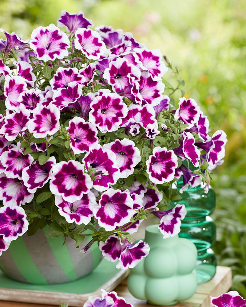 Petunia Painted Love Purple 3 kpl