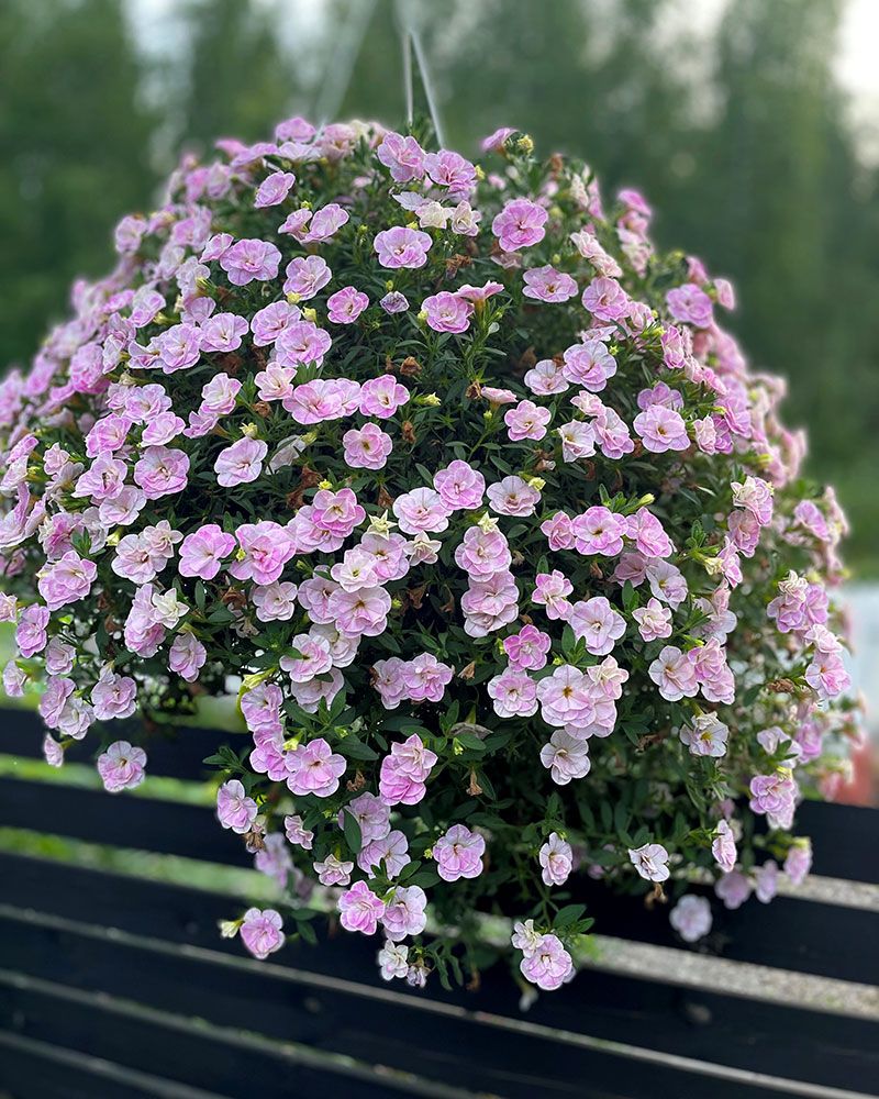 Kerrattu miljoonakello Double Pastel Pink
