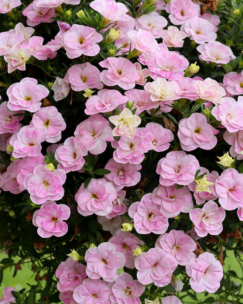 Kerrattu miljoonakello Double Pastel Pink