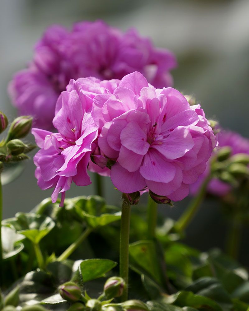 Riippapelargoni Atlantic Lavender