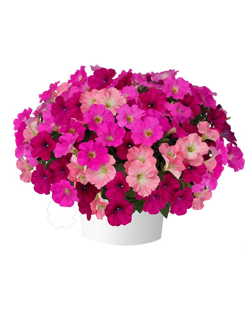 Petunia Pink Bubbly