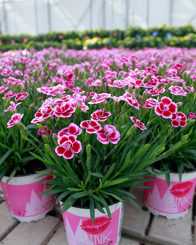 Tarhaneilikka Pink Kisses 3 kpl