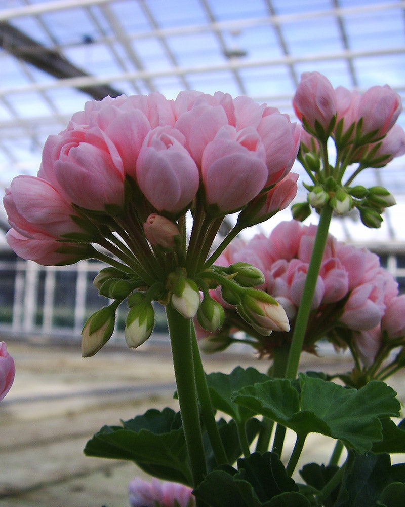 Tulppaanipelargoni Emma