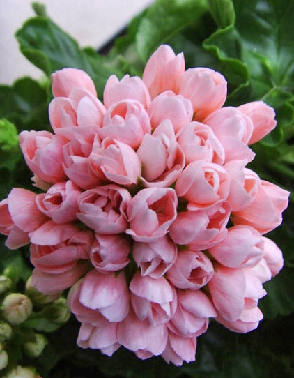 Tulppaanipelargoni Emma