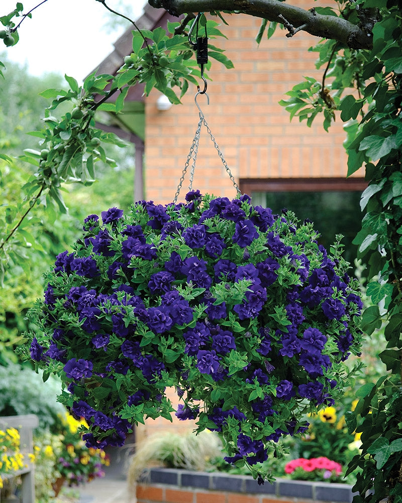 Kerrattu petunia Belinda