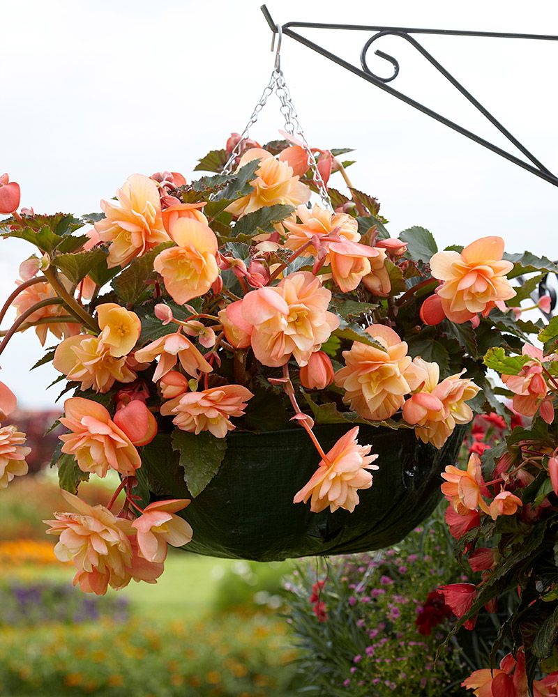 Tuoksubegonia Just Peachy