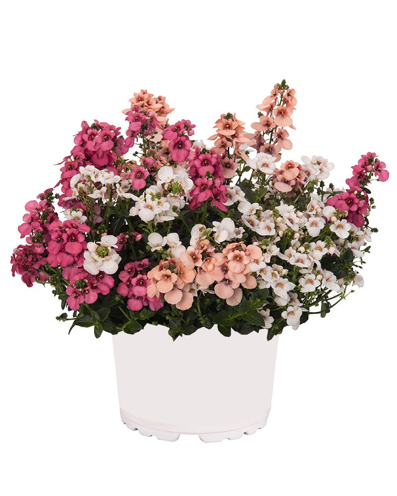 Amppelidiana My Darling