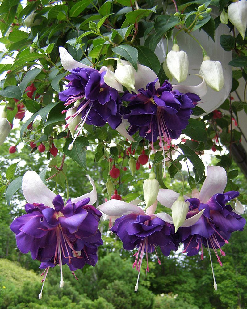 Jättiverenpisara Deep Purple 3 kpl