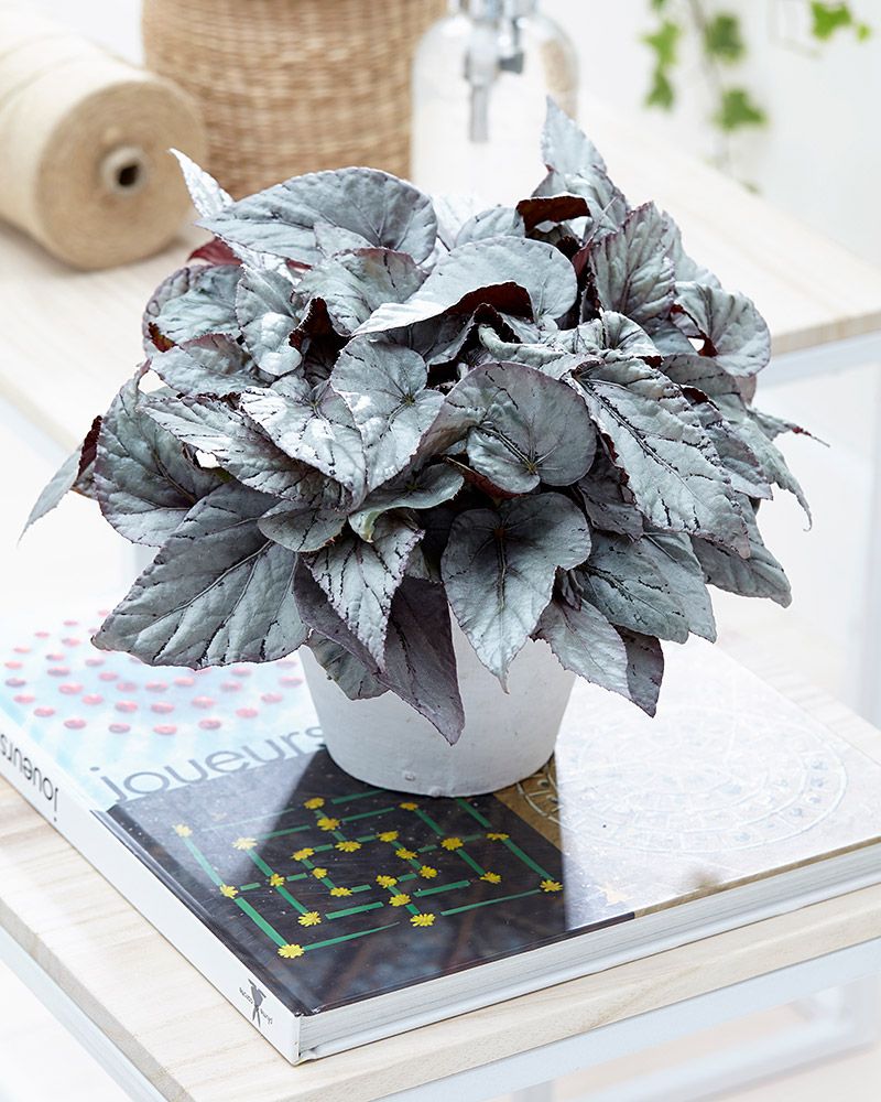 Begonia Arctic Breeze