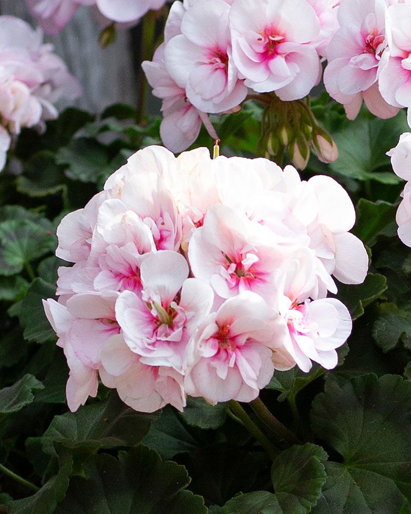 Kerrattu pelargoni Estelle