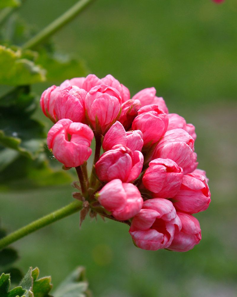 Tulppaanipelargoni Pink Pandora