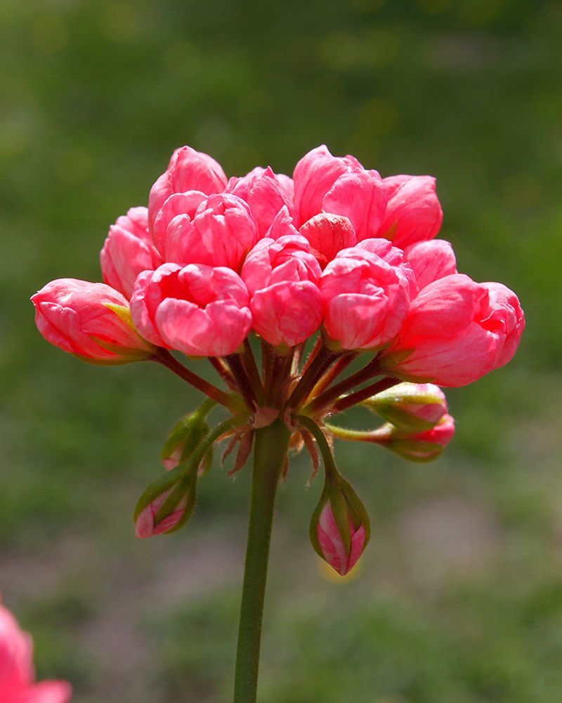 Tulppaanipelargoni Pink Pandora