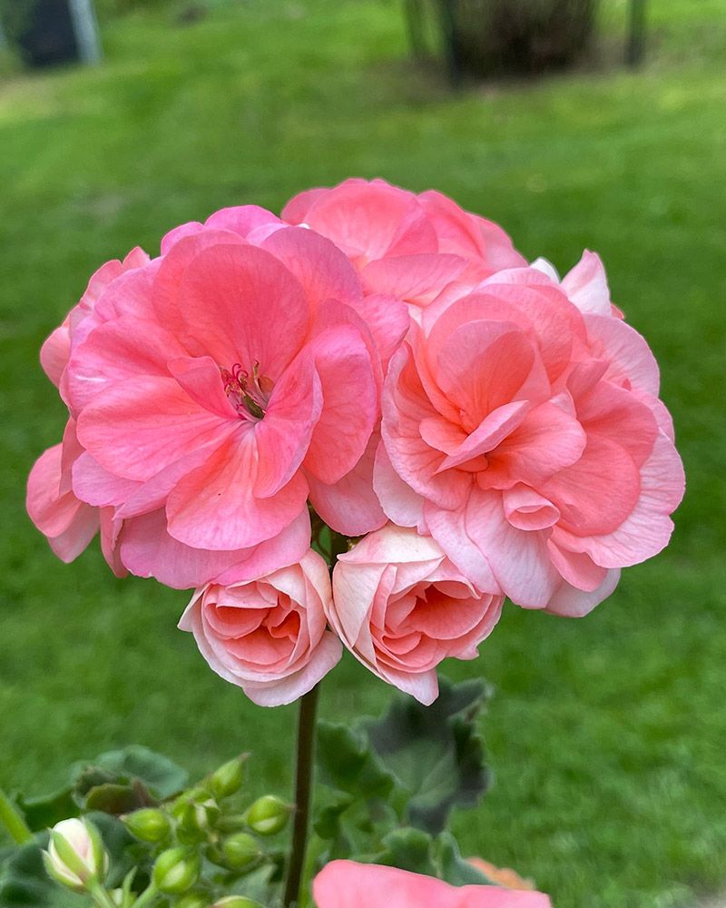 Ruusunnuppupelargoni Rosebud Astrid