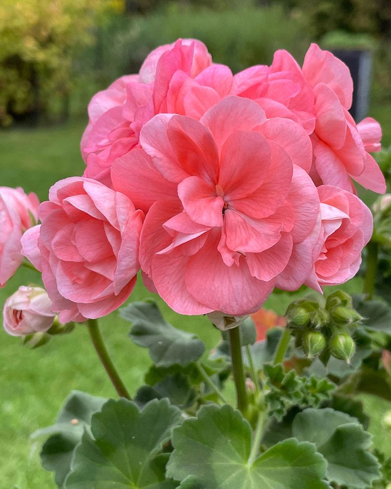 Ruusunnuppupelargoni Rosebud Astrid