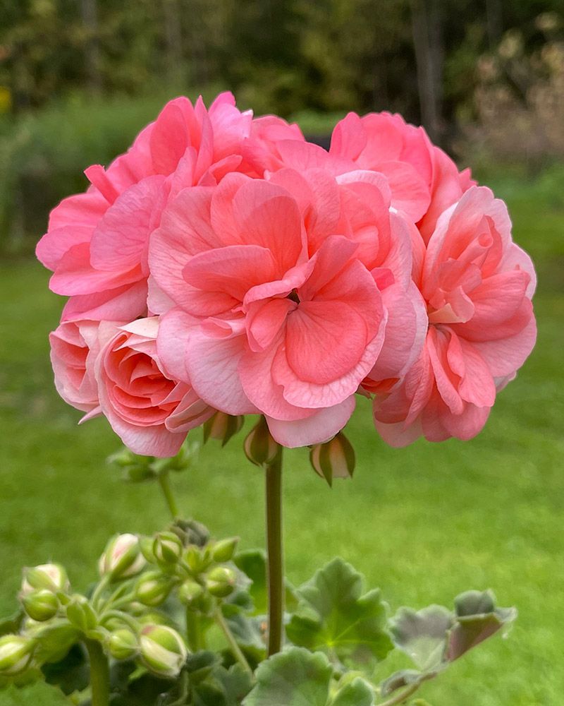 Ruusunnuppupelargoni Rosebud Astrid