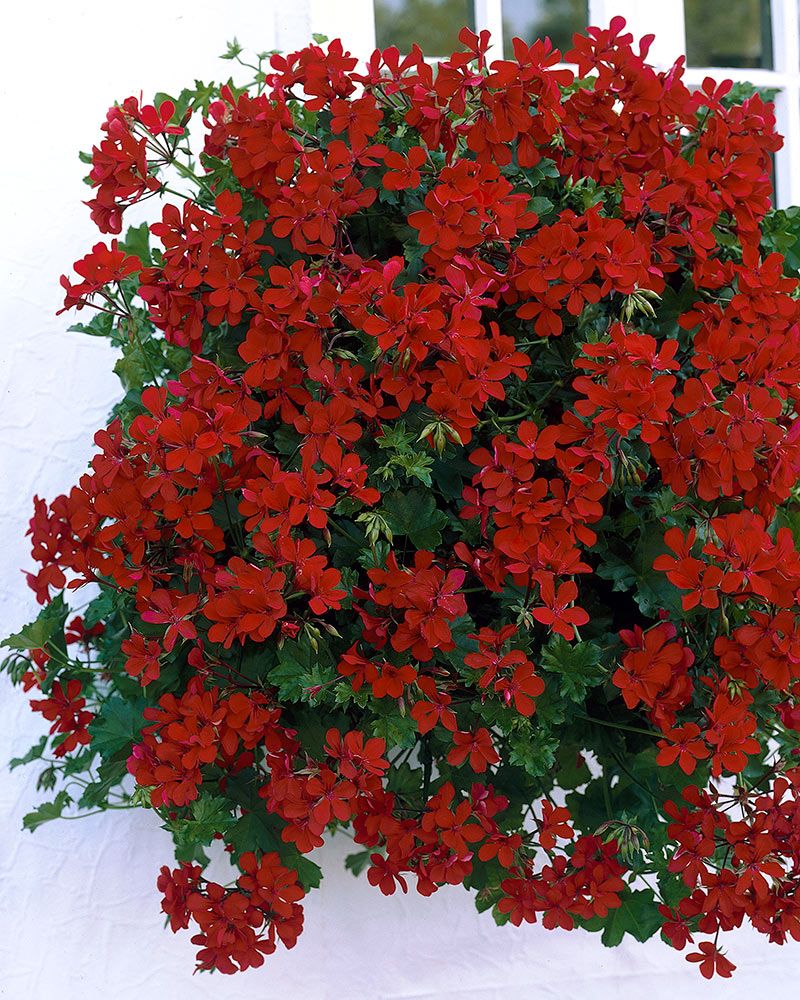 Riippapelargoni Decora Rood
