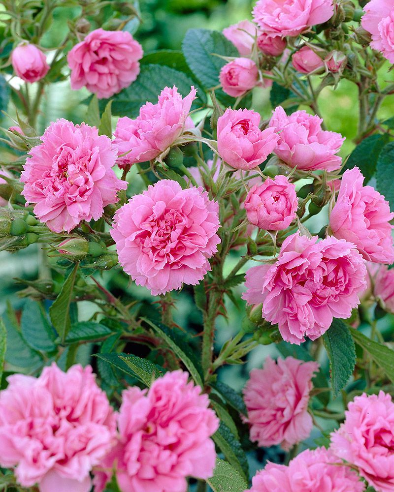 Neilikkaruusu Pink Grootendorst