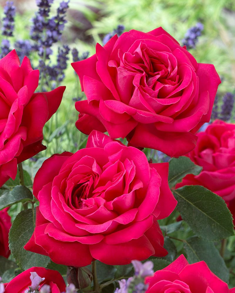 Jaloruusu Dame de Coeur 3 kpl